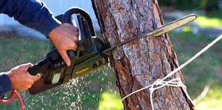 Best Stump Grinding and Removal  in Purcell, OK