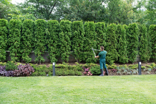 Best Root Management and Removal  in Purcell, OK