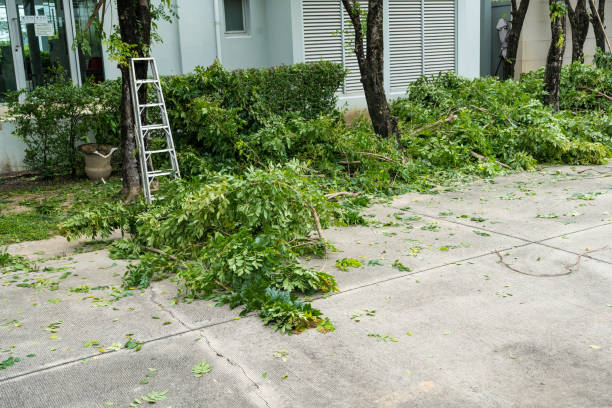 Best Palm Tree Trimming  in Purcell, OK