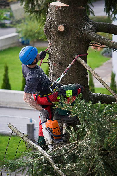 Best Emergency Tree Removal  in Purcell, OK