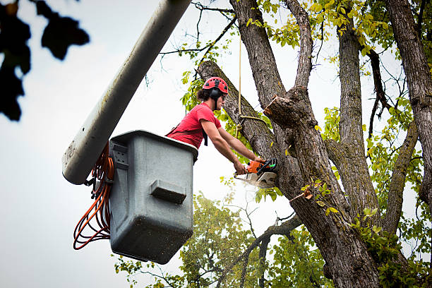 Best Tree and Shrub Care  in Purcell, OK