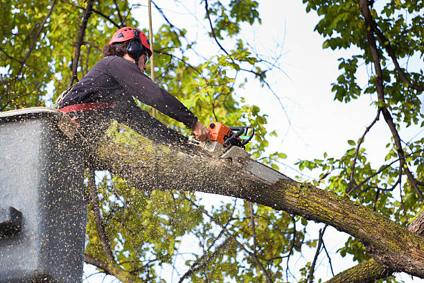 How Our Tree Care Process Works  in  Purcell, OK